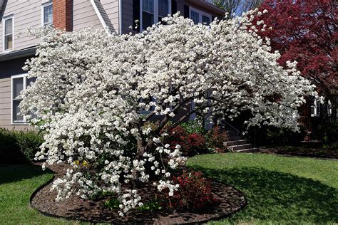 The Best Flowering Trees For Dallas And Fort Worth Tx Landscaping