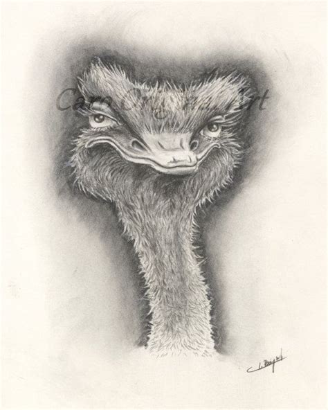 Ostrich Original Charcoal Drawing From Photograph A3 Paper By Carooriginalart On Etsy