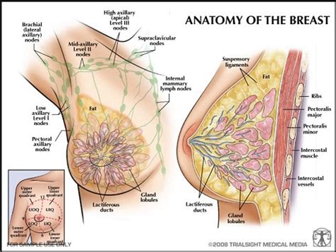 • upper outer (superolateral) quadrant • upper inner (superomedial. ANATOMY OF THE BREAST | Thinking Pink