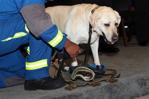 Frida La Famosa Perrita Rescatista Del 19 S Se Jubila Reflectoresmx