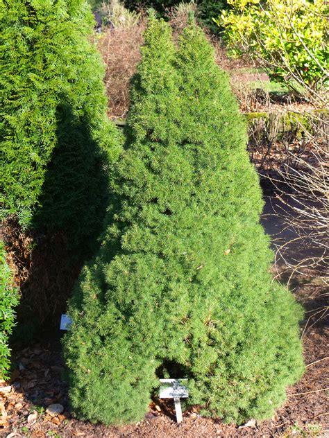 Picea glauca 'Albertiana Conica' | Plants Direct - Victoria, BC