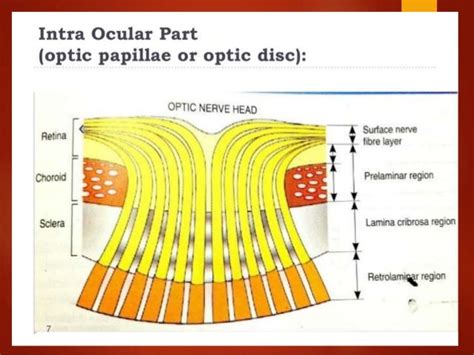 Anatomy Of Optic Nerve Optic Nerve Anatomy Blood Supply And Clinical