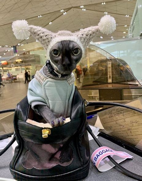 14 Funny Pictures Proving That Sphynx Cats Love Traveling Petpress