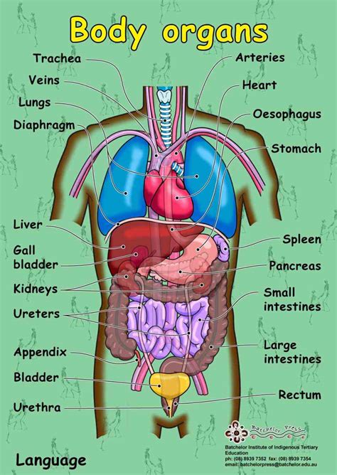 We'll go over the function and anatomy of the skeletal system before diving into the types of conditions that can affect it. Images Of The Human Body Organs Anatomy | MedicineBTG.com