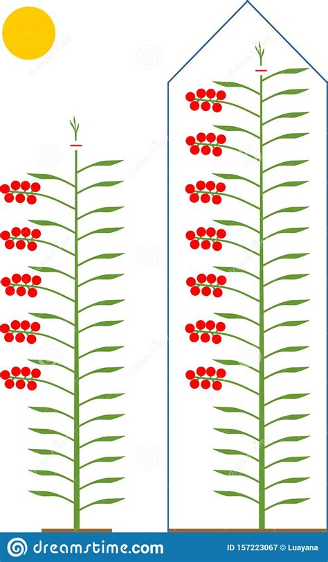 Tomato Pruning Scheme Stock Vector Illustration Of Branch