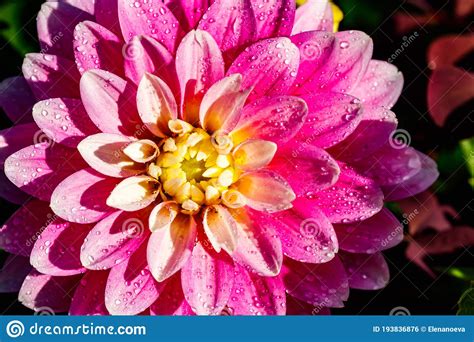 Pink Dahlia Flower With Raindrops Growing In The Garden Stock Photo Image Of Closeup