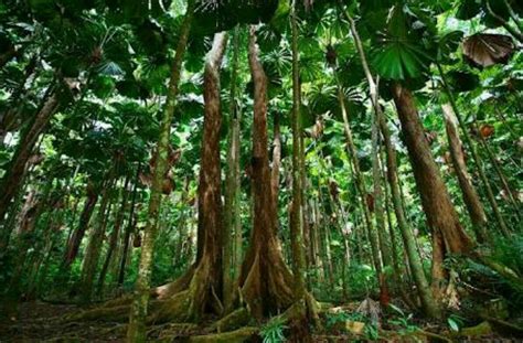 Daintree Rainforest Tropical Rainforest Conservatory Plants