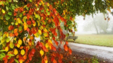 1920x1080 1920x1080 Bench Road Trees Hdr Nature Leaves Park