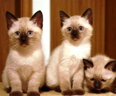9 weeks old siam cat. Tieranzeigen Stubenrein Kleinanzeigen