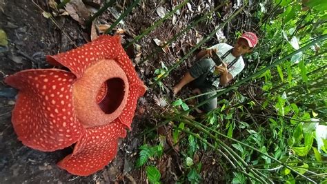 Rafflesia Arnoldii Mekar Sempurna Di Sitingkai Agam Kata Sumbar
