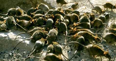 Plague Of Rats To Invade Homes In Uk Due To Build Up Of Rubbish Metro