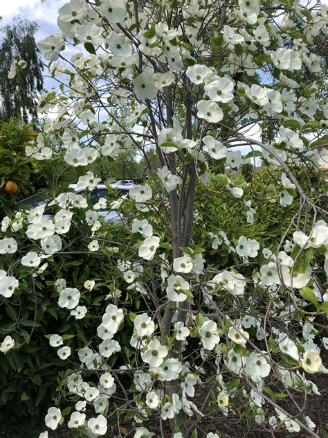 Chinese fringe trees make great ornamental trees in an urban area. Cornus floribunda flowering dogwood white Spring Flowering ...