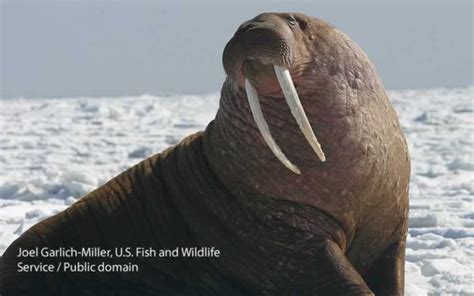Pacific Walrus Alaskan Nw Adventures