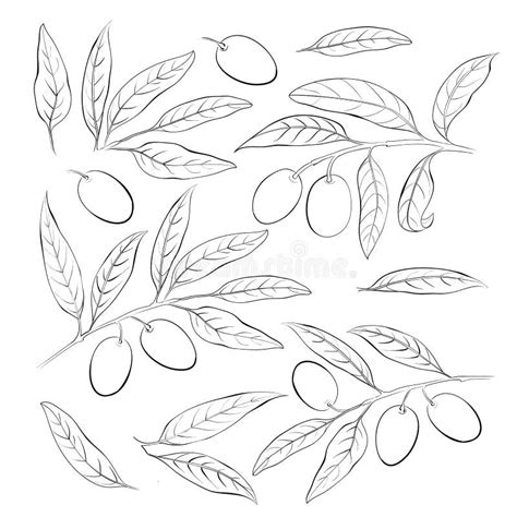 Olive Sketch Element Collection Olive Berry Leaves And Branches