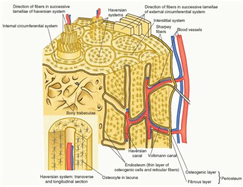 Biology Of Bone Musculoskeletal Key