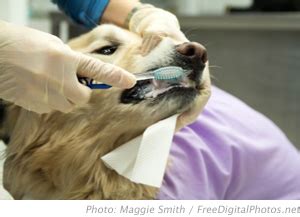 How much do registered nurses make? How much do veterinarian nurses make ? - mfawriting595.web ...