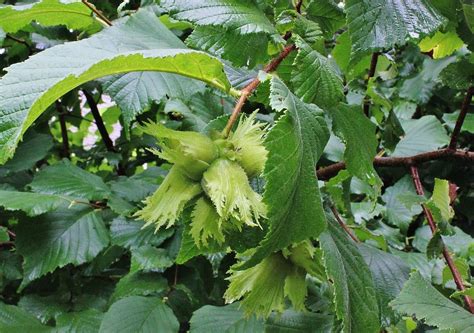 Hazelnuts Foraging For American And Beaked Hazelnuts