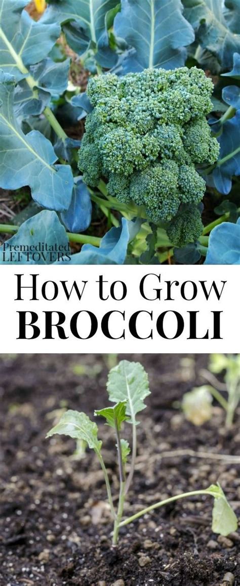 Here Are Tips For Growing Broccoli In Your Garden Including How To Grow