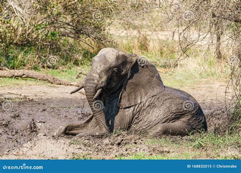 Young African Elephant Loxodonta Africana Bull In A Mud Bath Taken