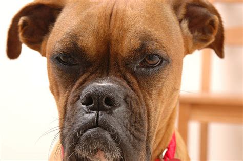 Royalty Free Angry Dog Pictures Images And Stock Photos Istock
