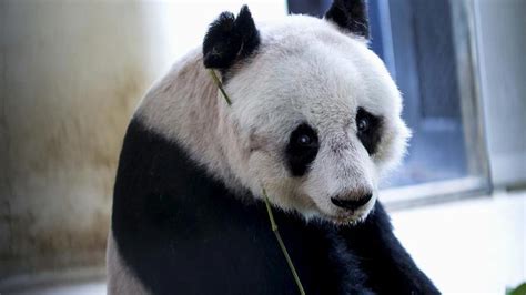 Oldest Captive Panda In The World Dead At 38 Newshub
