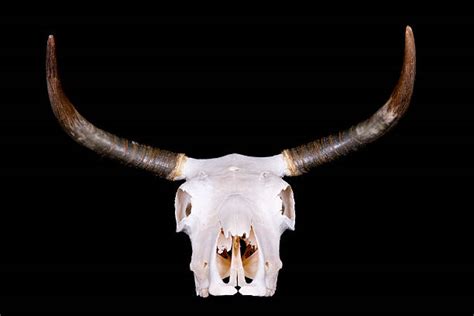 10 Bleached Cow Skull Pic Stock Photos Pictures And Royalty Free Images