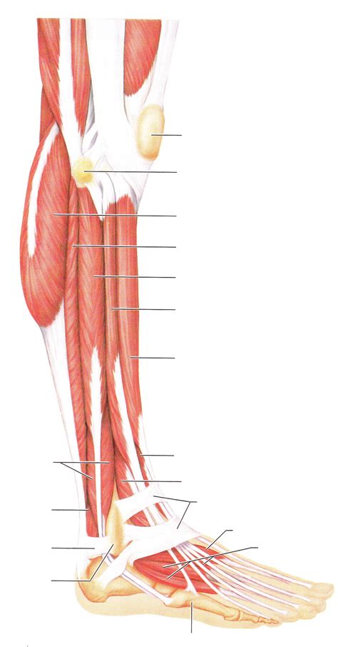 Leg Muscle Diagram Unlabeled Bio Leg Muscles Muscle Anatomy Leg