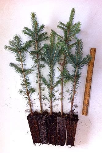 Colorado Blue Spruce Plug Transplants Evergreen Trees For Sale