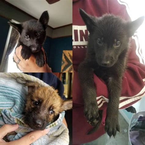 Thank you for your interest but we are not breeding in 2021 or in 2022. All black and black masked golden German shepherd puppies in Lafayette, Indiana - Puppies for ...