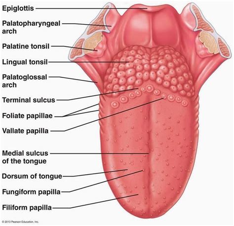 The Anatomy Of The Tongue Google Search Dental Anatomy Human