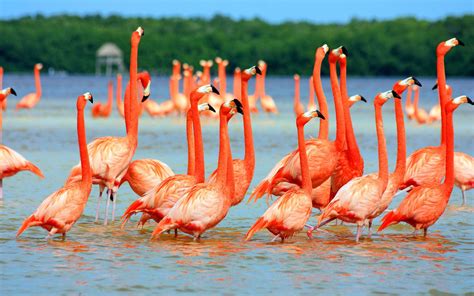 Animals Flamingos Lake Nature Birds Wallpapers Hd Desktop And