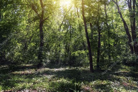 Small Clearing In The Forest Lit By The Sun — Stock Photo © Plus69