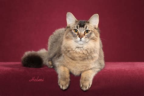 Portfolio Overview — Helmi Flick Cat Photography