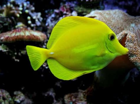 20 Best Saltwater Fish For Beginners (With Pictures)