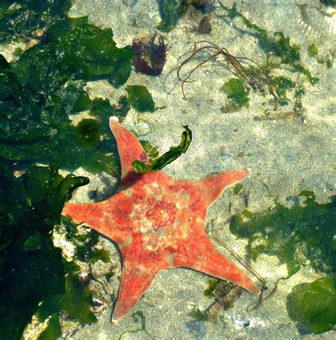 Starfish Amazing Marine Invertebrates