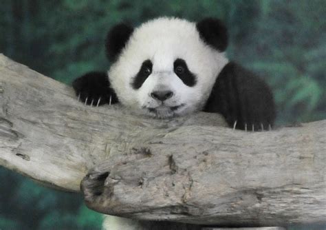 Giant Panda Cub Born At Taipei Zoo Orlando Sentinel