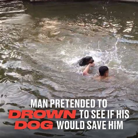 Man Pretended To Drown To See If His Dog Would Save Him This Proves