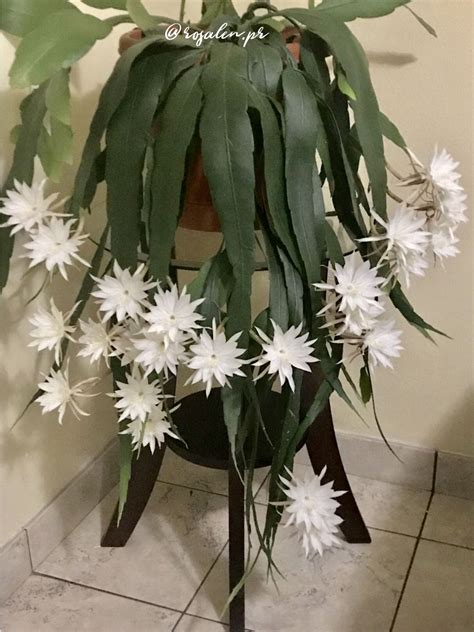 Dama De Noche Epiphyllum Oxypetalum Plants Garden Cactus