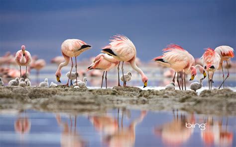 Flamingo Full Hd Wallpaper And Background Image 1920x1200 Id425055