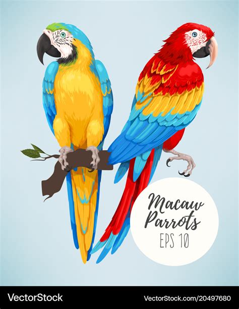 Tropical Parrots Collection Royalty Free Vector Image