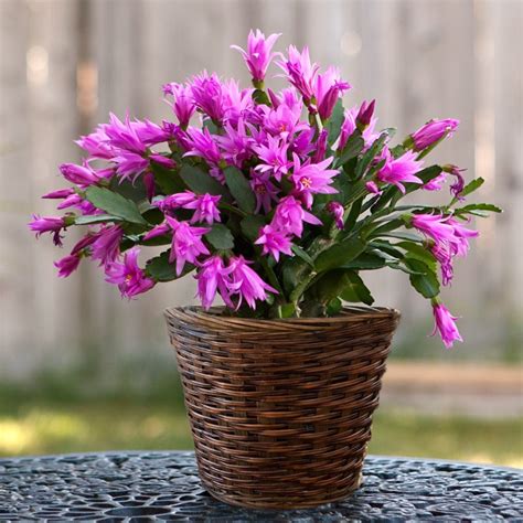 Discover the history, meaning and the uses of cactus. Christmas Cactus Care