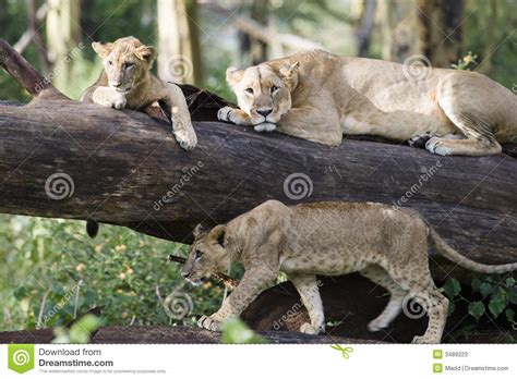 That ukraine fight seemed to foretell a difficult second period in store for england. Three Lions stock image. Image of nakuru, carnivore ...