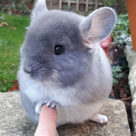 Absolutely Adorable Chinchilla Reyebleach