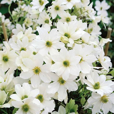 Buy Evergreen Winter Clematis Collection Online Marshalls
