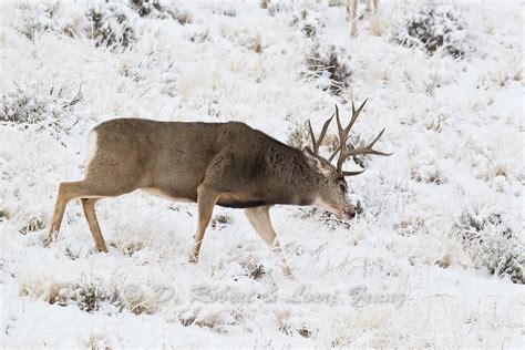 Dominant Mule Deer Bucks Fighting D Robert Franz Photography