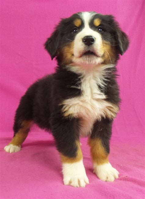 Are there any purebred bernese mountain puppy for sale near me? Bernese Mountain Dog Puppies For Sale | Iowa 22, IA #258772
