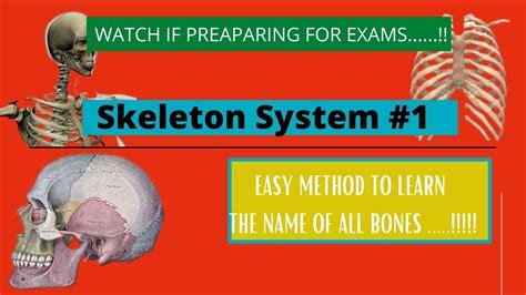 Skeletal System Anatomy And Physiology Youtube