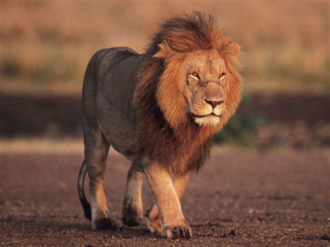 The american red lion disaster fund works to reduce the number of animals suffering or abandoned by disasters. Lion-Endangered animals list-Our endangered animals ...