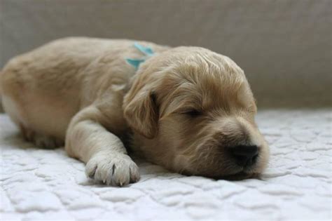 We did not find results for: goldendoodle puppies for sale in michigan in Woodhaven, Michigan - Puppies for Sale Near Me