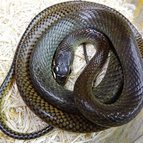 A group of snakes can be referred to as a den, bed, pit, or nest. Giant Asian Rat Snake - juvenile
